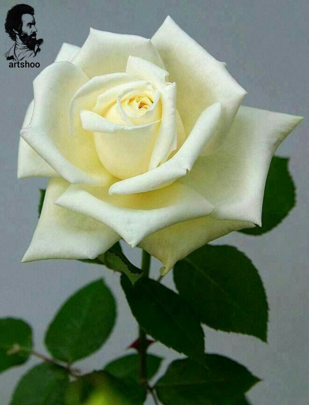 گل اورژینال رنگ روغن